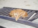 DSC00561.JPG