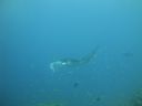 DSC00949.JPG