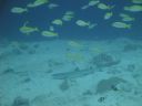DSC01383.JPG