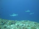 DSC01432.JPG