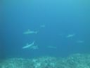 DSC01631.JPG