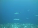 DSC01633.JPG