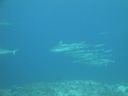 DSC01657.JPG