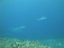 DSC01659.JPG