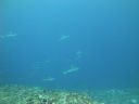 DSC01662.JPG