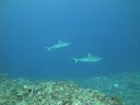DSC01663.JPG