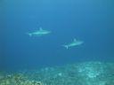 DSC01668.JPG