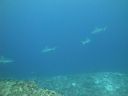 DSC01672.JPG