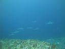 DSC01777.JPG