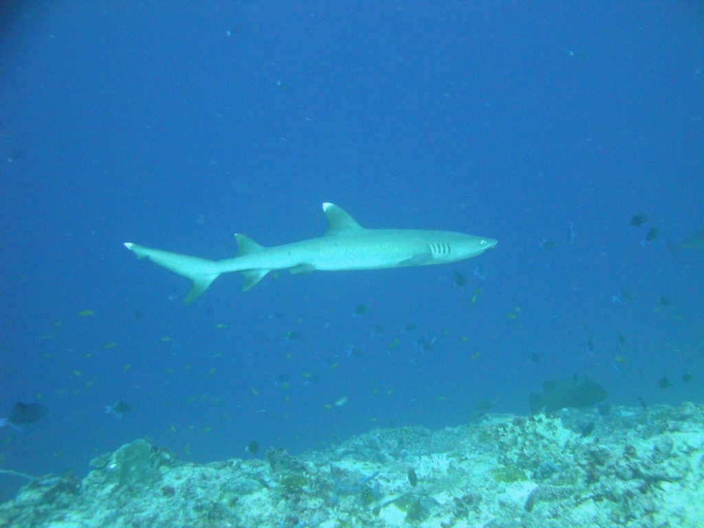 DSC00079.JPG