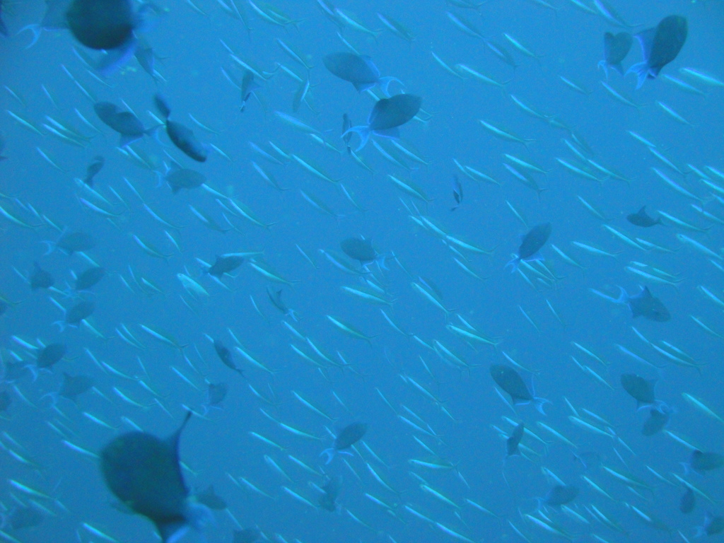 DSC00082.JPG