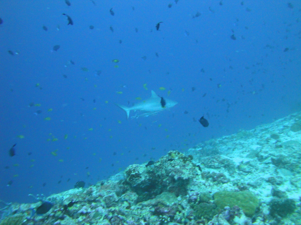 DSC00095.JPG
