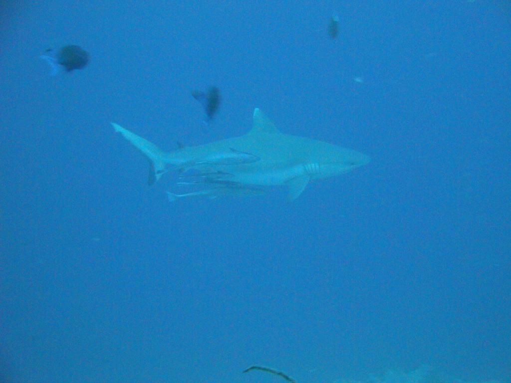 DSC00111.JPG