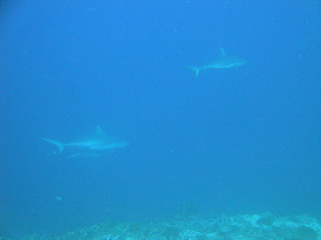 DSC00201.JPG