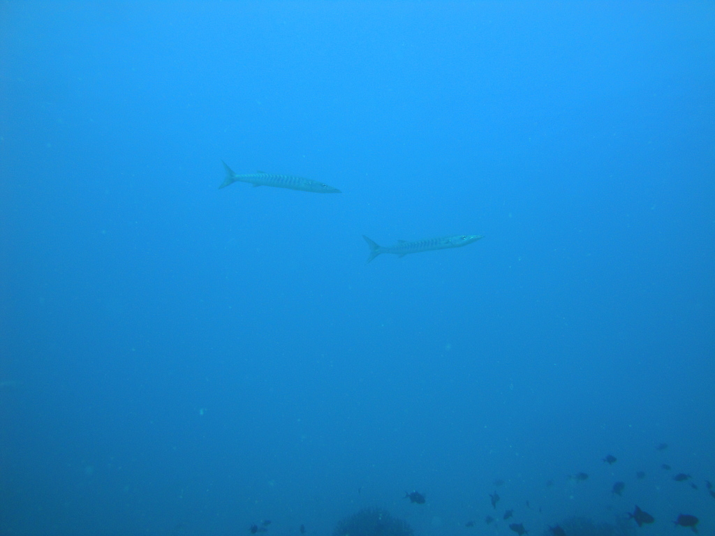 DSC00250.JPG