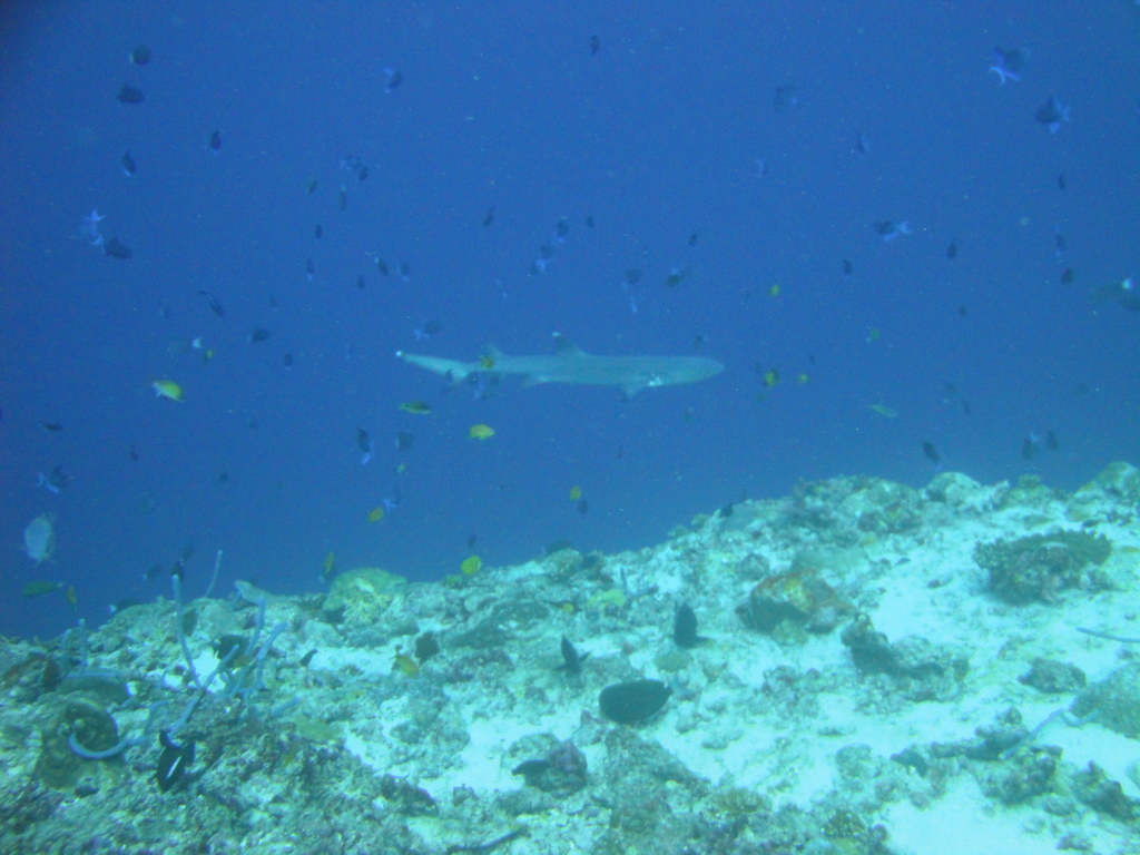 DSC00334.JPG