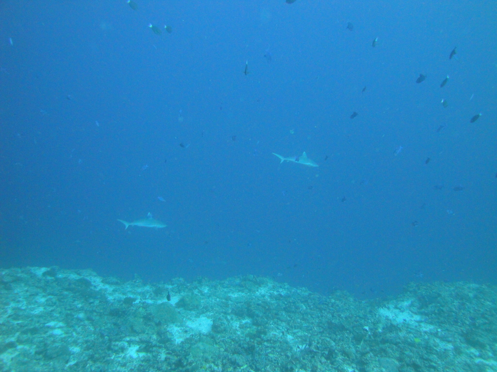 DSC00414.JPG