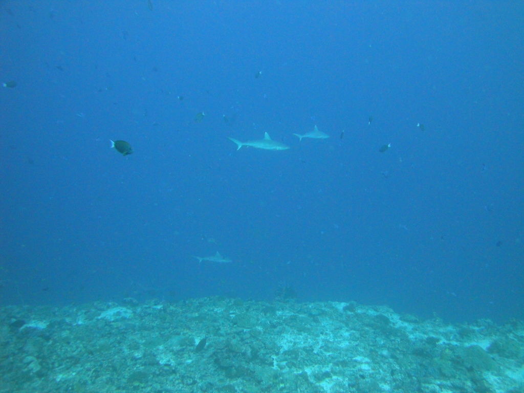 DSC00416.JPG