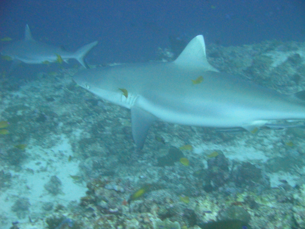 DSC00484.JPG