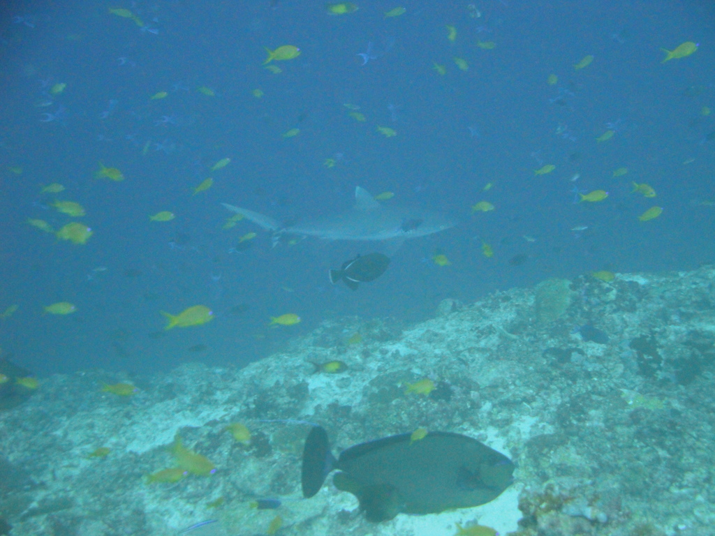 DSC00485.JPG