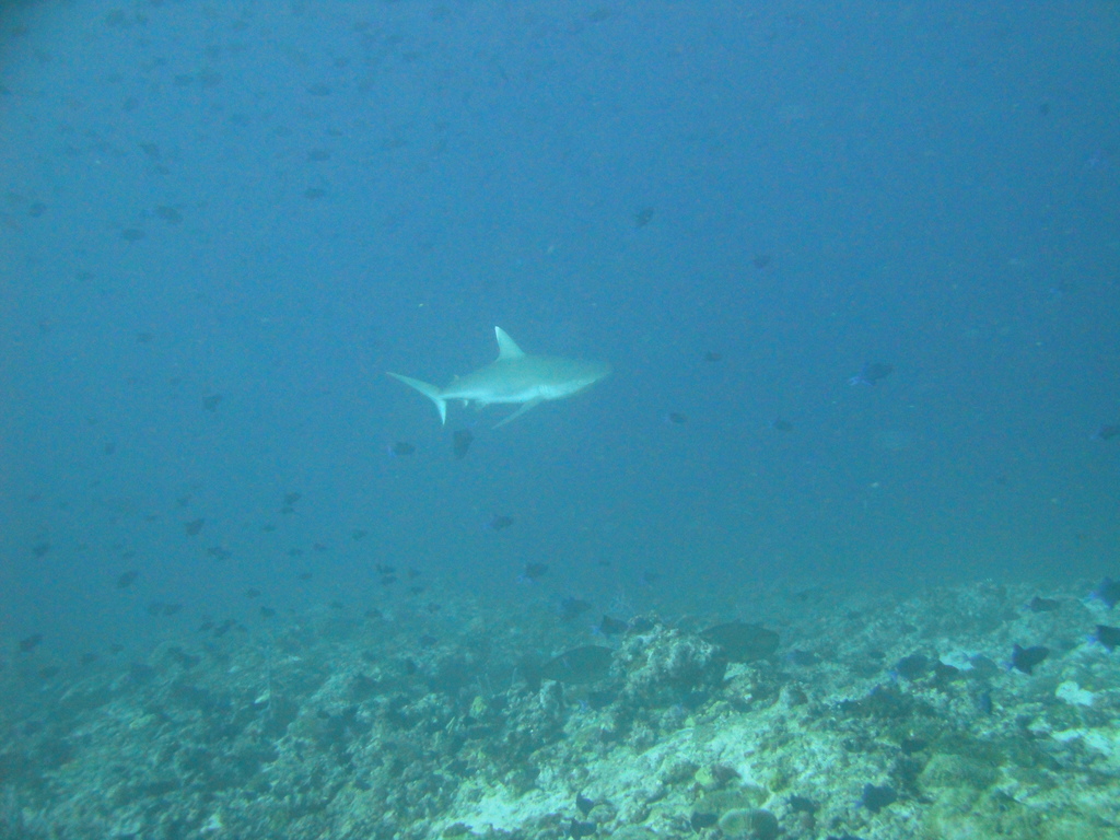 DSC00486.JPG