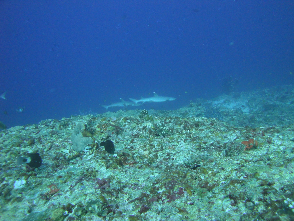 DSC00680.JPG