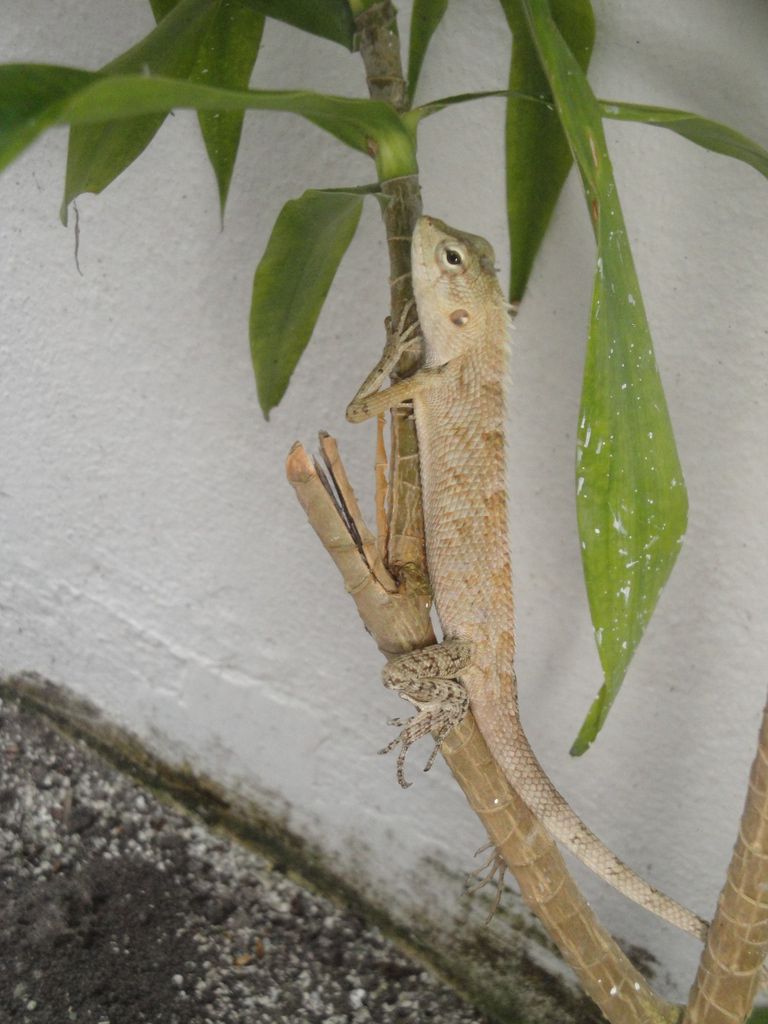 DSC00804.JPG