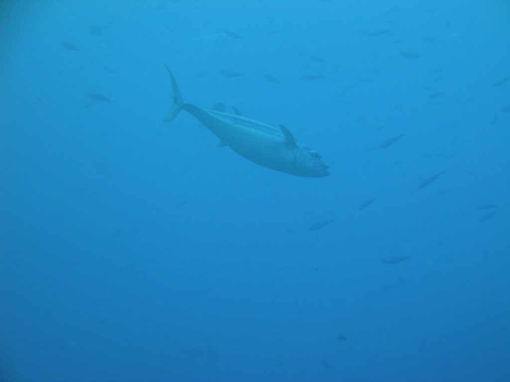 DSC00852.JPG