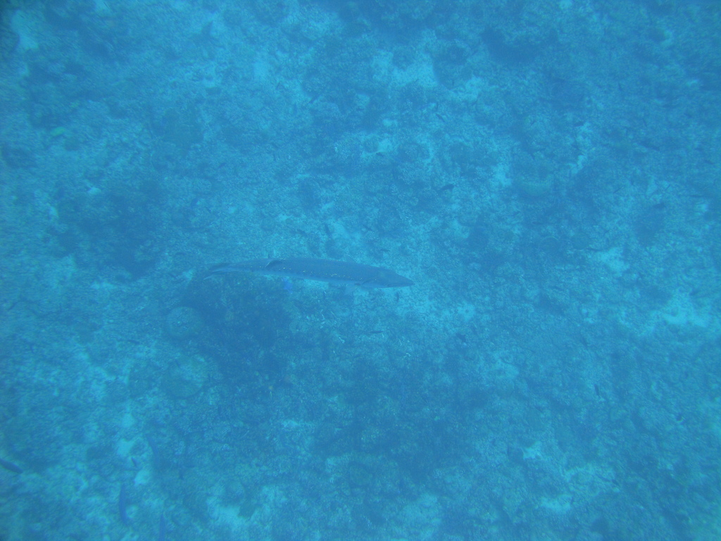 DSC00853.JPG