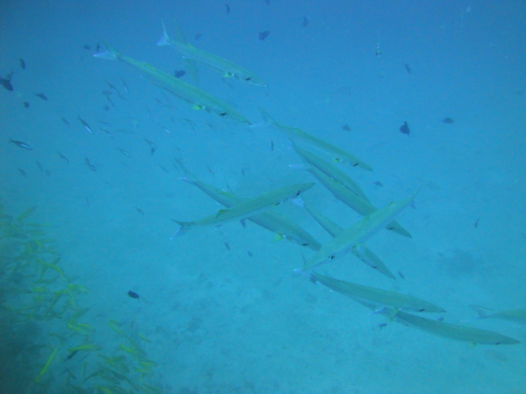 DSC00865.JPG