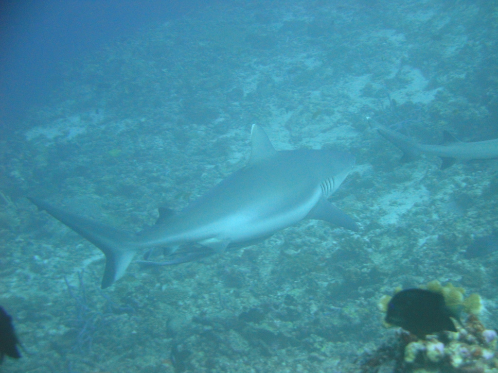 DSC00994.JPG