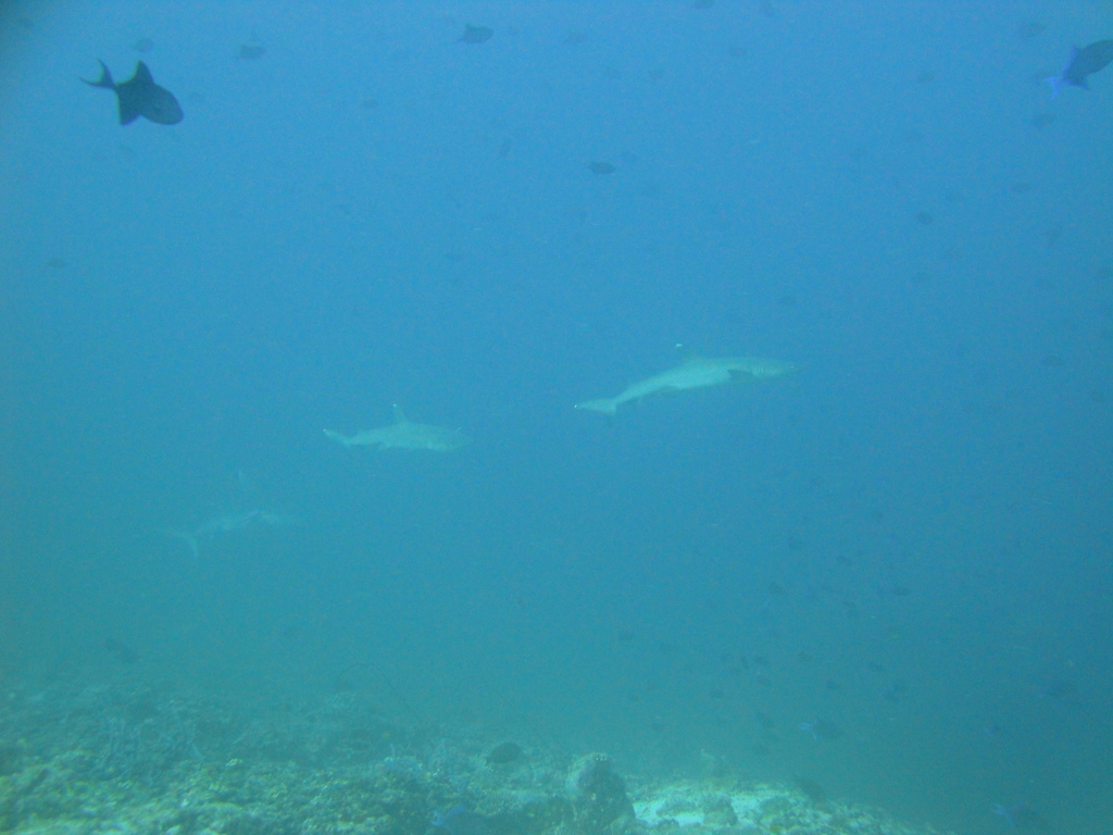 DSC01017.JPG