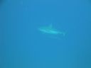 DSC00055.JPG