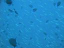 DSC00082.JPG