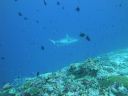 DSC00093.JPG