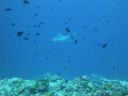 DSC00098.JPG