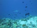 DSC00099.JPG