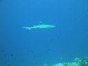 DSC00101.JPG