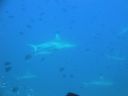DSC00207.JPG