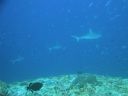 DSC00217.JPG