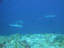DSC00223.JPG