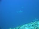 DSC00226.JPG