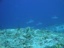 DSC00227.JPG