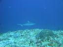 DSC00230.JPG
