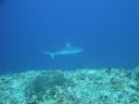 DSC00231.JPG