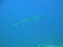 DSC00235.JPG