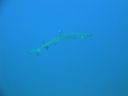 DSC00236.JPG