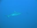 DSC00237.JPG
