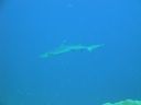 DSC00238.JPG