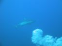 DSC00239.JPG